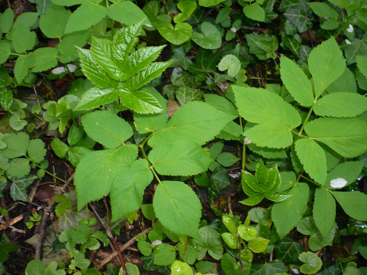 Aegopodium podagraria (Apiaceae)